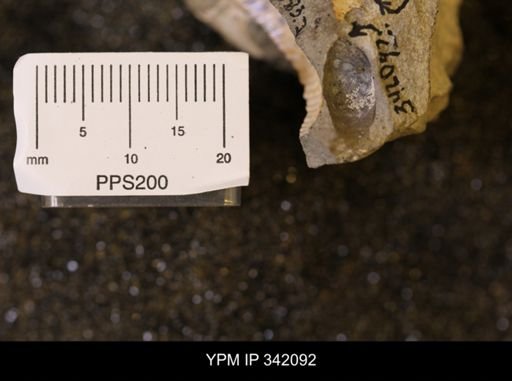 Hoploscaphites sp.