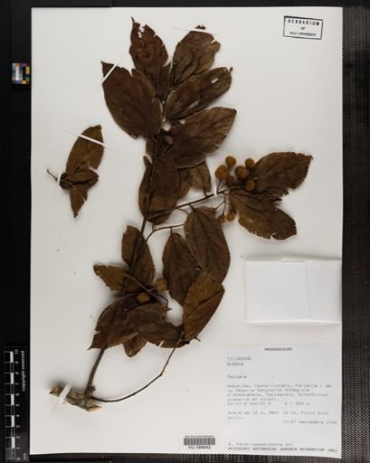 Plantae