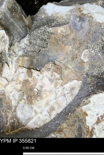undet. Mollusca