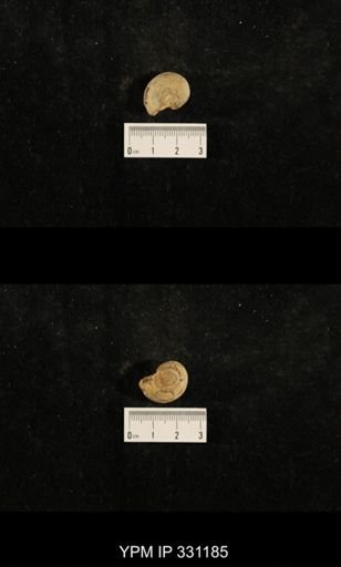 Trepospira depressa