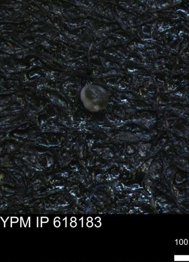 undet. Foraminiferida