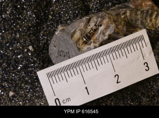 Inoceramus crippsii barabini