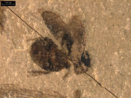 undet. Coleoptera