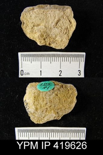 Strophodonta sp.