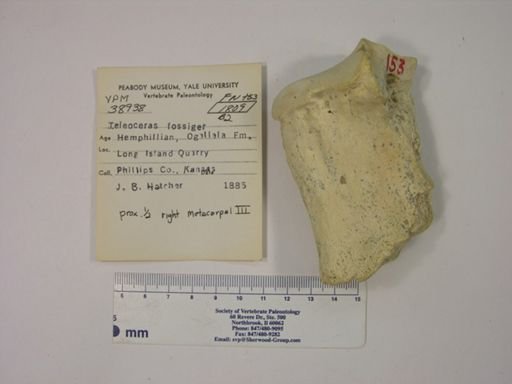 Teleoceras fossiger