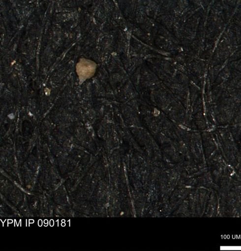 Clathrocyclas (Clathrocyclas) irrasa