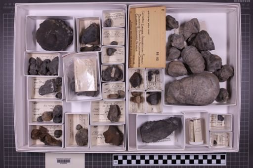 mixed taxa, stratigraphic collection