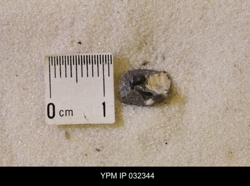 Hoploscaphites nicolletii