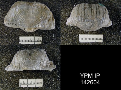 Productus (Dictyoclostus) indicus