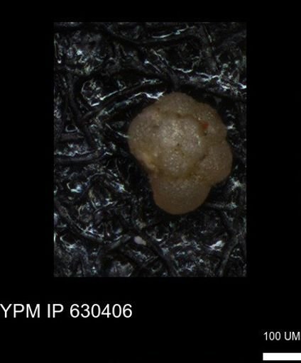 undet. Foraminiferida