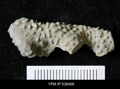 Parvohallopora ramosa?
