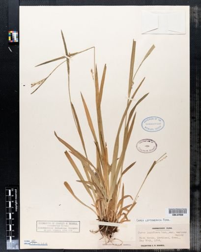 Carex leptonervia