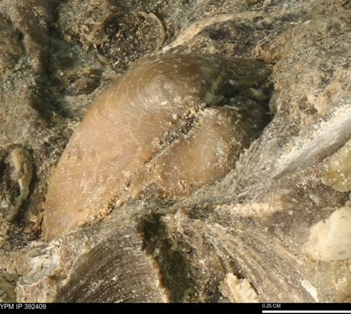 Protocardia subquadrata
