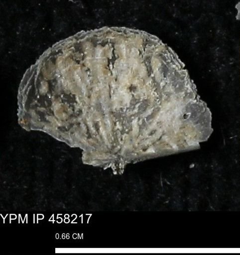 Chonetes mucronatus