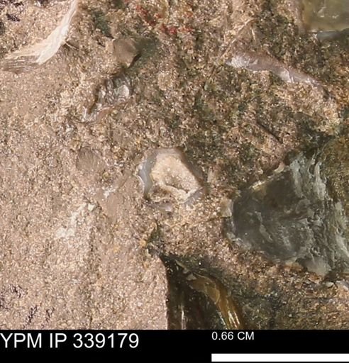 undet. Mollusca