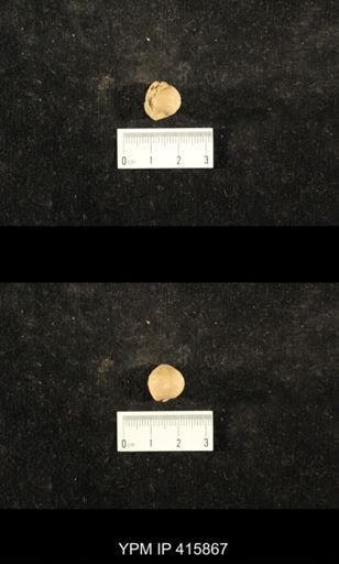 Euphemites carbonarius