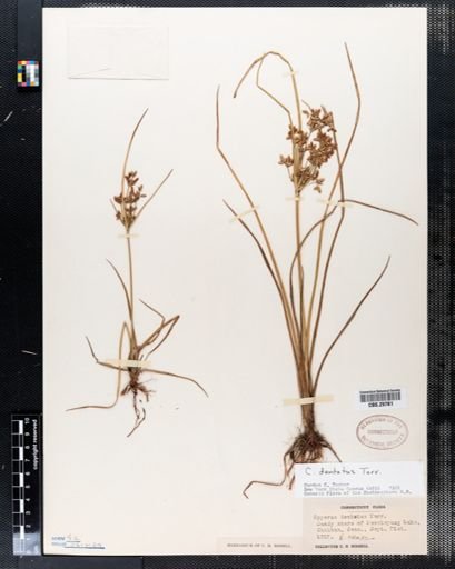 Cyperus dentatus