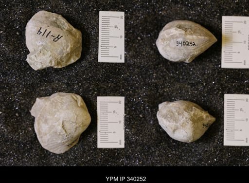 Pholadomya (Procardia) sp.