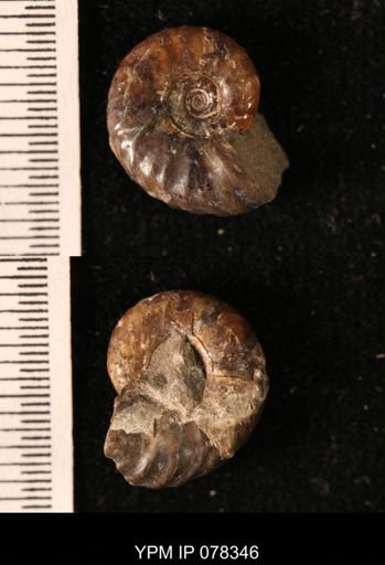 Hoploscaphites comprimus