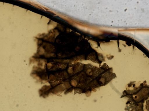 Schizobrachiella candida