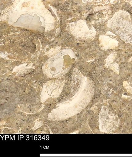 undet. Gastropoda
