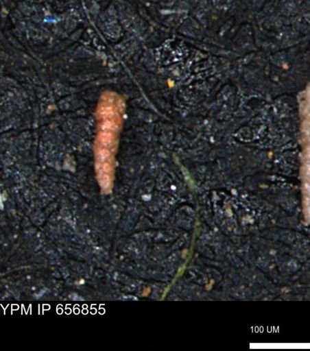 Verneuilinoides kansasensis