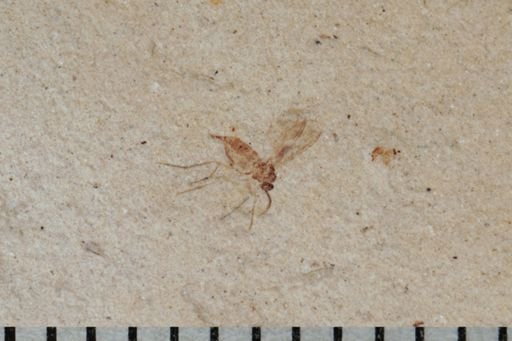 undet. Diptera