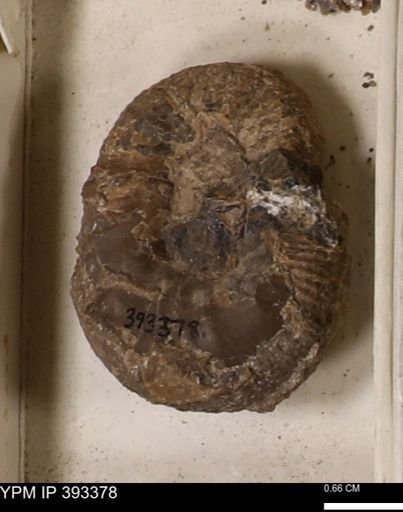 Scaphites sp.