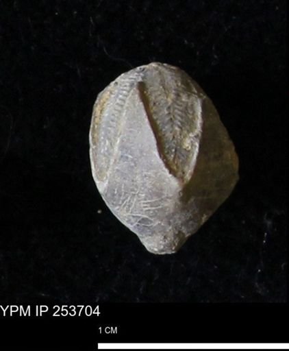 Pentremites sp.