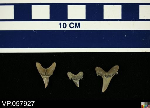 Elasmobranchii