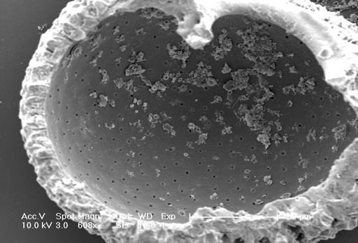 Globigerina bulloides