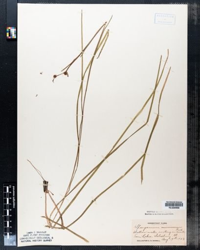 Sparganium minimum