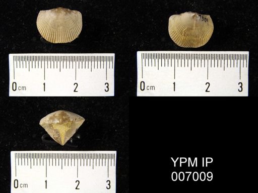 Cyrtia cyrtiniformis