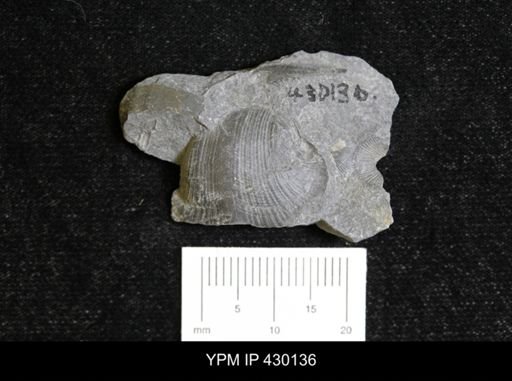Retispira (Bucanopsis) leda