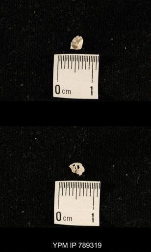 taxon undetermined