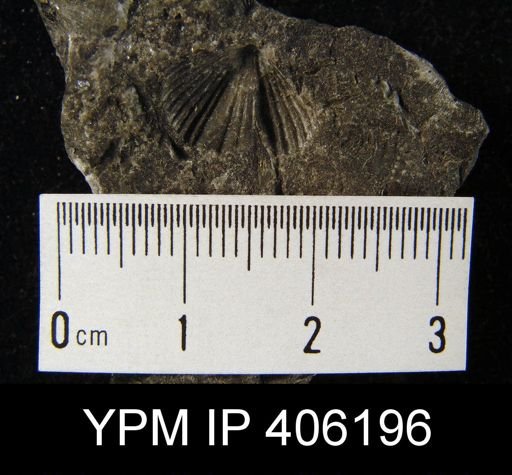 Platystrophia