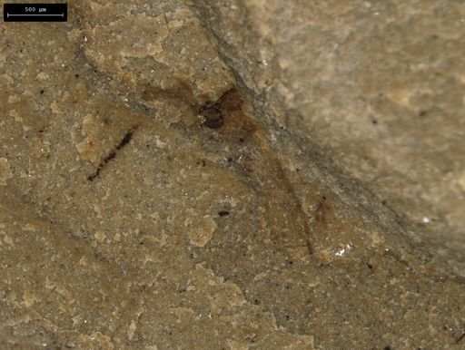 taxon undetermined