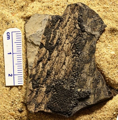Lepidodendron