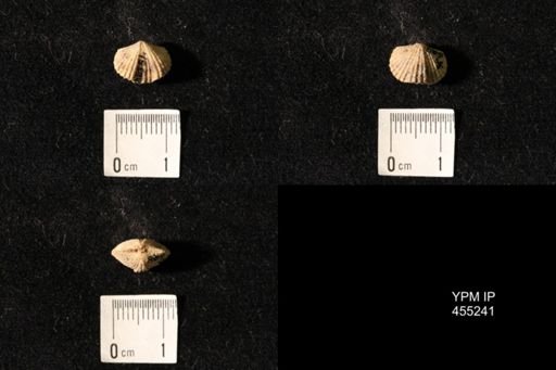 Platystrophia elegantula