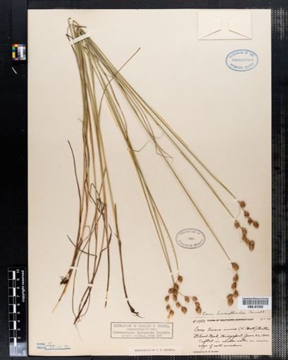 Carex hormathodes