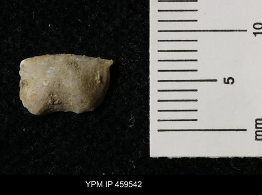 Lissochonetes geinitzianus