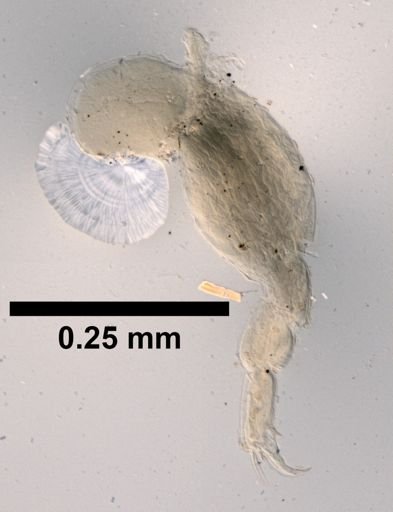 Paratanais algicola