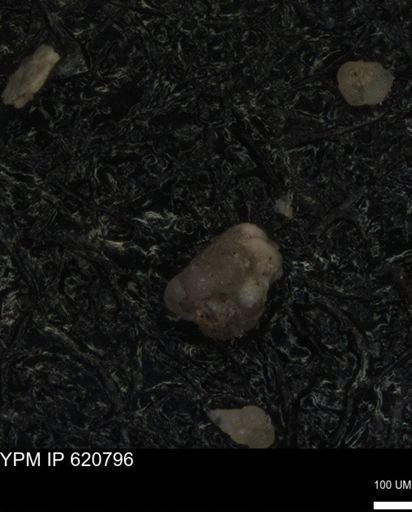 undet. Foraminiferida