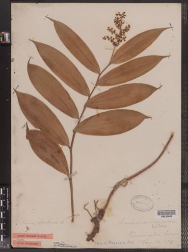 Smilacina racemosa