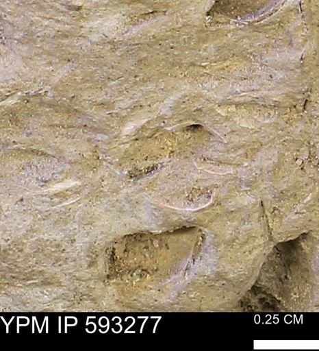 undet. Bivalvia