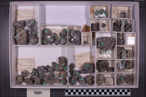 mixed taxa, stratigraphic collection