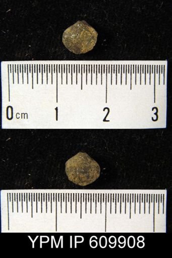 Whitfieldella sp.