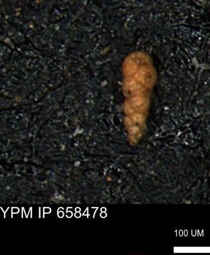 Verneuilinoides kansasensis