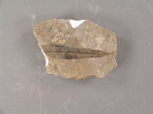 Alethopteris macrophylla