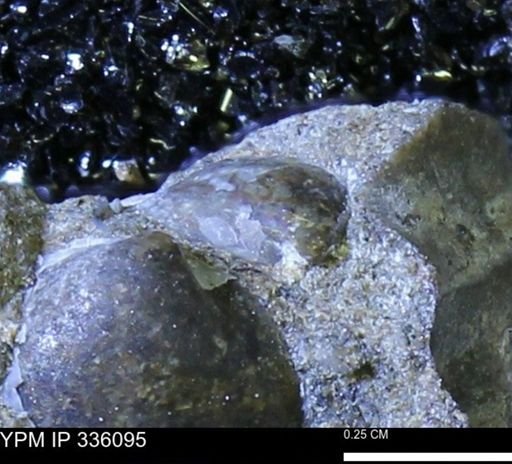 Protocardia subquadrata